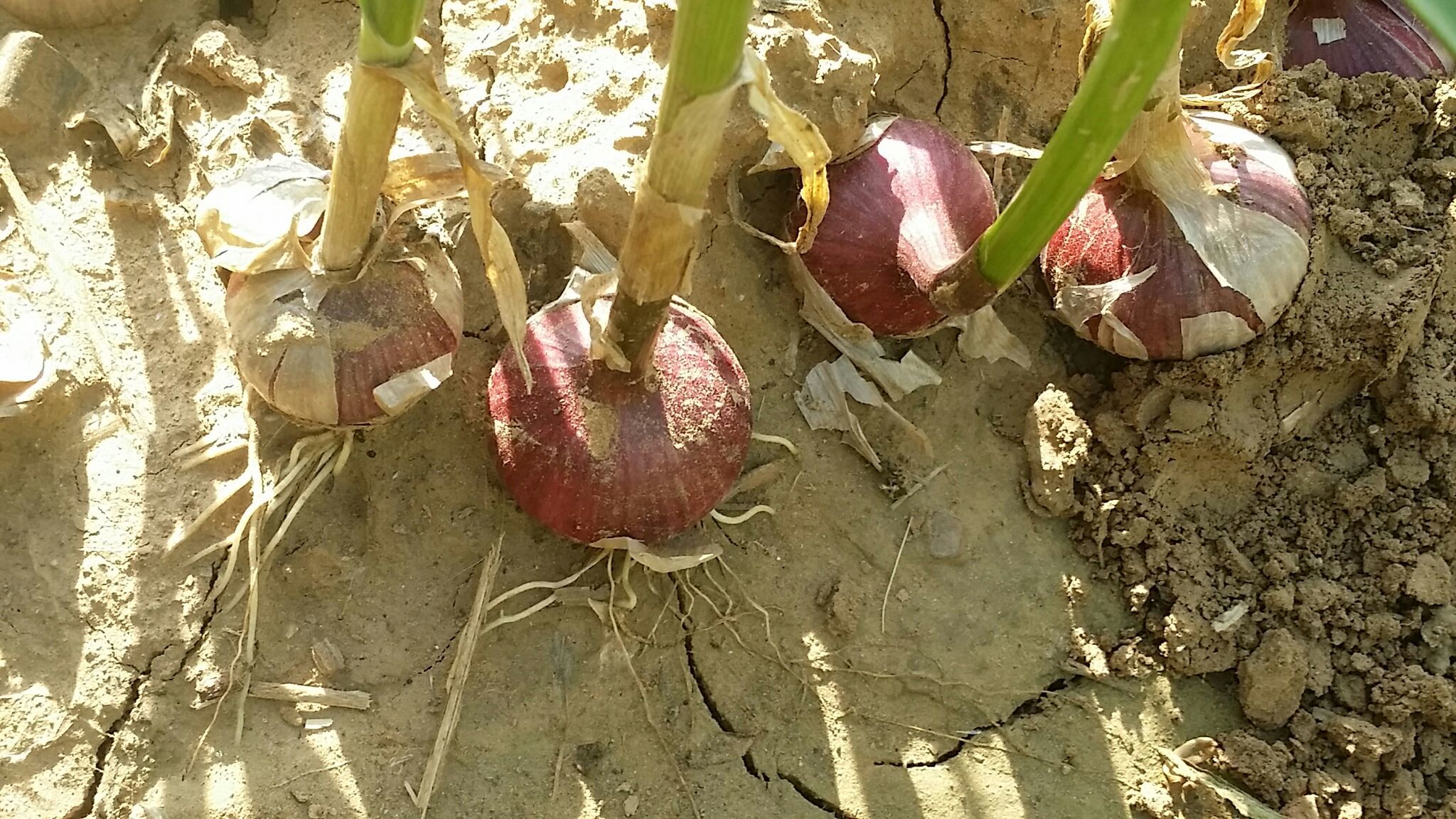 展示一株已经成熟并长出蒜苔的独头蒜植株,背景为阳光下的蒜田 成熟独头蒜植株图