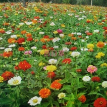 百日草种子