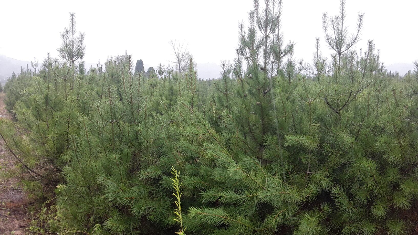 白皮松球果在枝头自然生长的场景