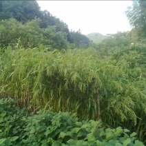 薏苡仁
