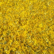 野菊花