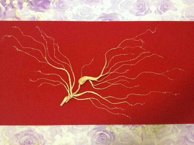 干燥后的长白山野山参标本，呈典型“人”字形根体，表面黄白色带环状横纹，芦头明显，须根细长带“珍珠点”，置于木质托盘中展示细节