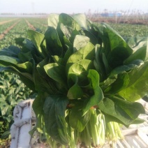 黑叶菠菜25~30厘米