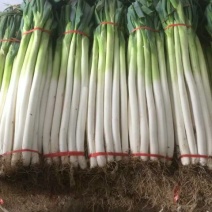 章丘大葱