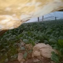 越冬菠菜20~25厘米