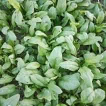 大叶菠菜20~25厘米