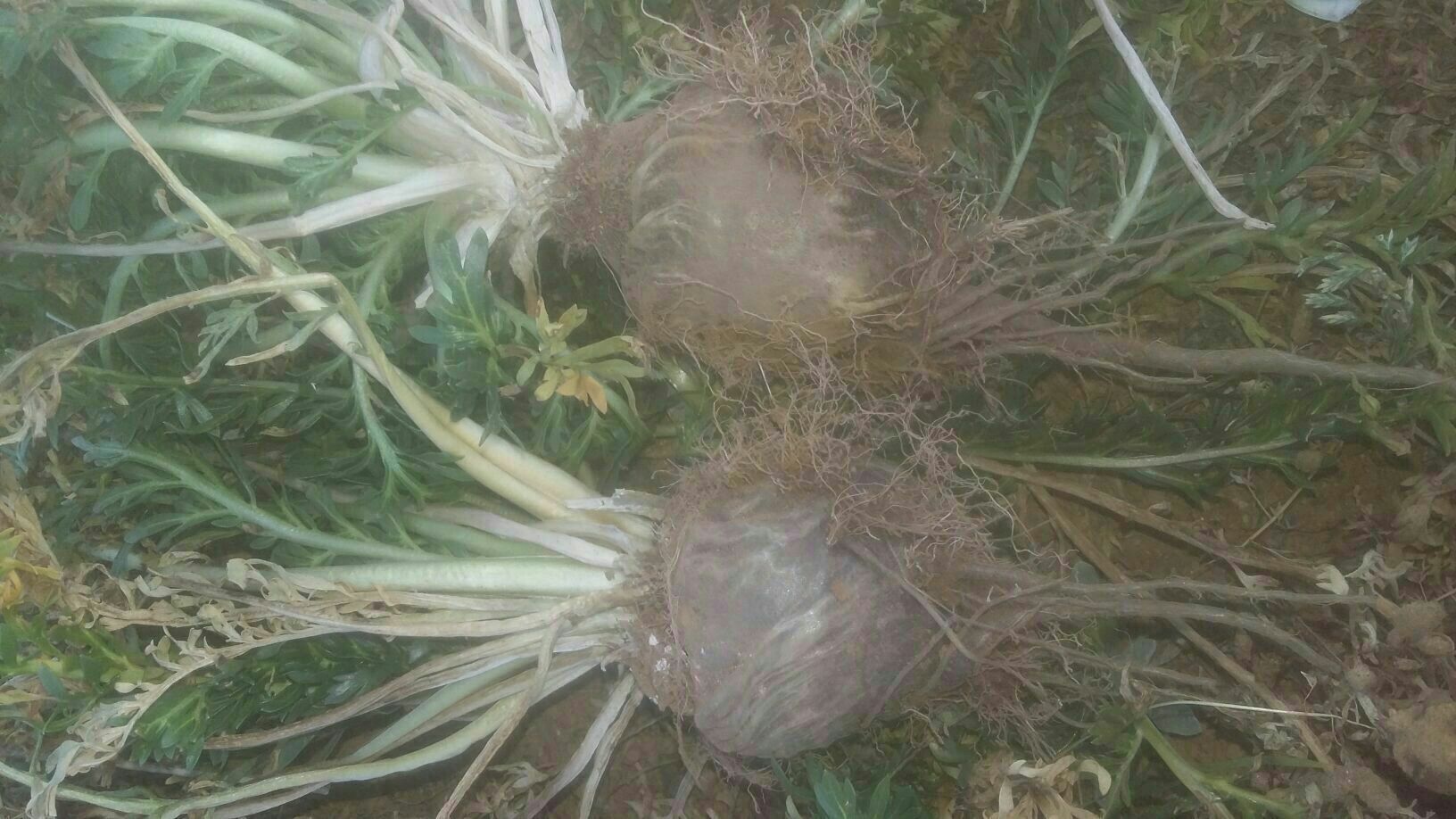 黑玛卡植株特写