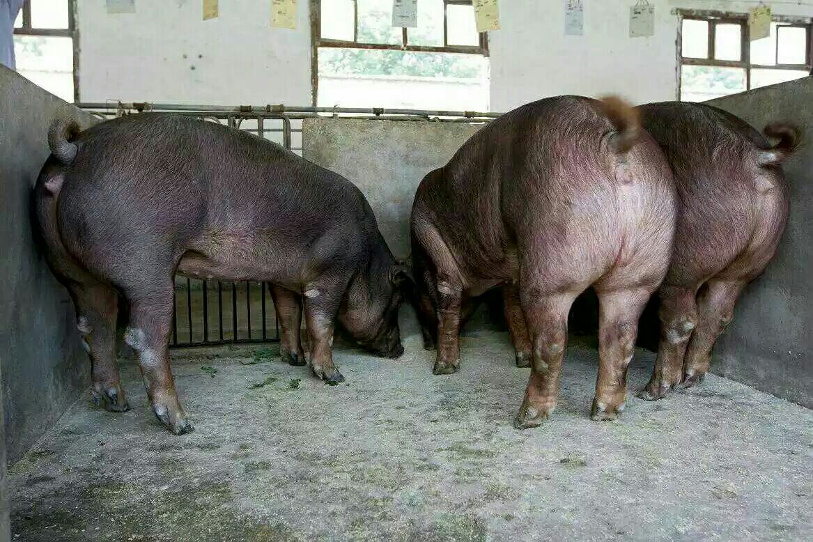 [活猪批发]江苏宿迁沭阳县活猪 1050.00元/头大白种猪 1 _ 一亩田