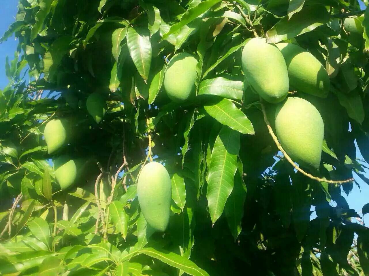 大青芒树上挂满果实的特写