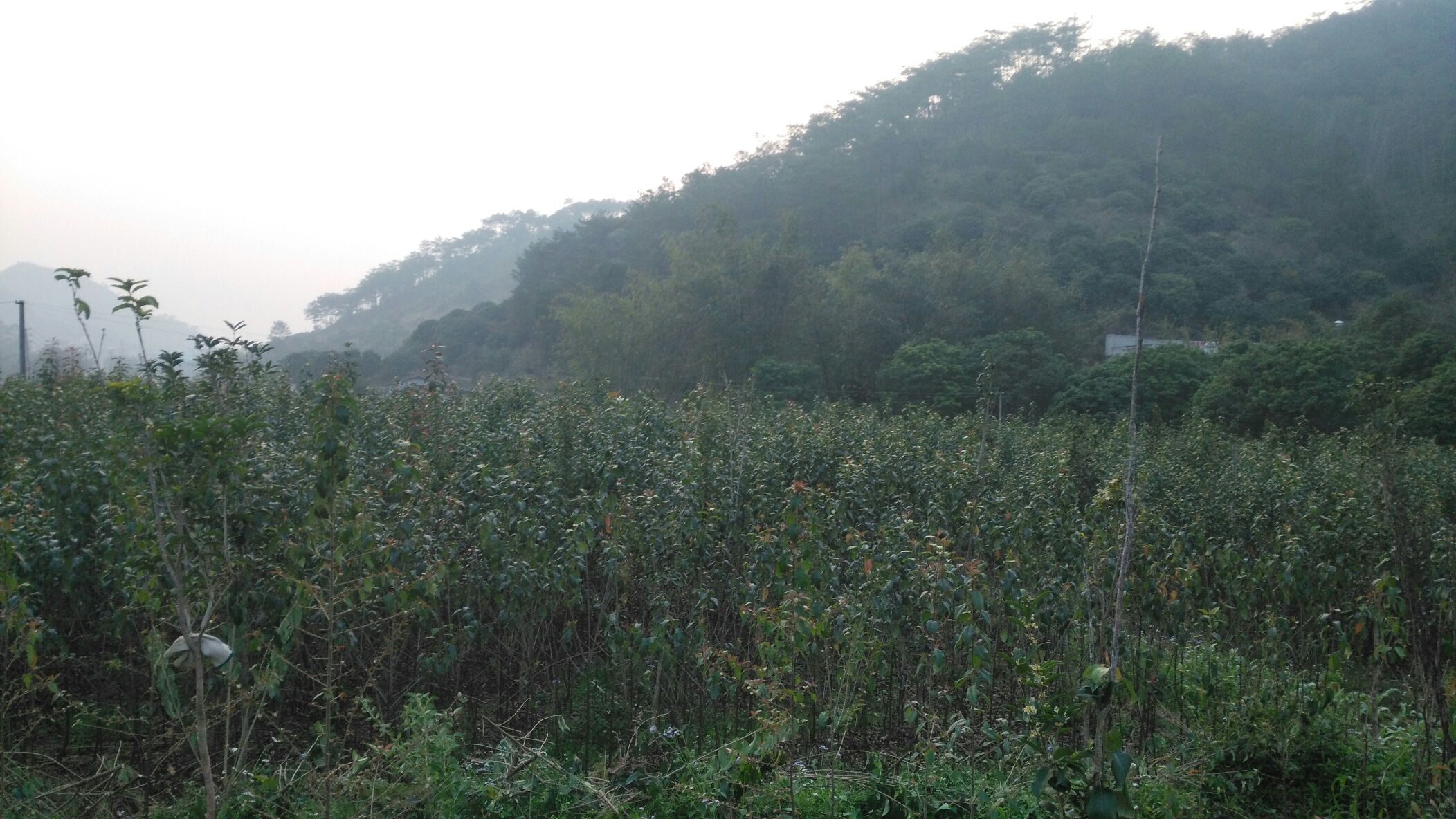 “山楂树1”文化标识与品牌展示墙