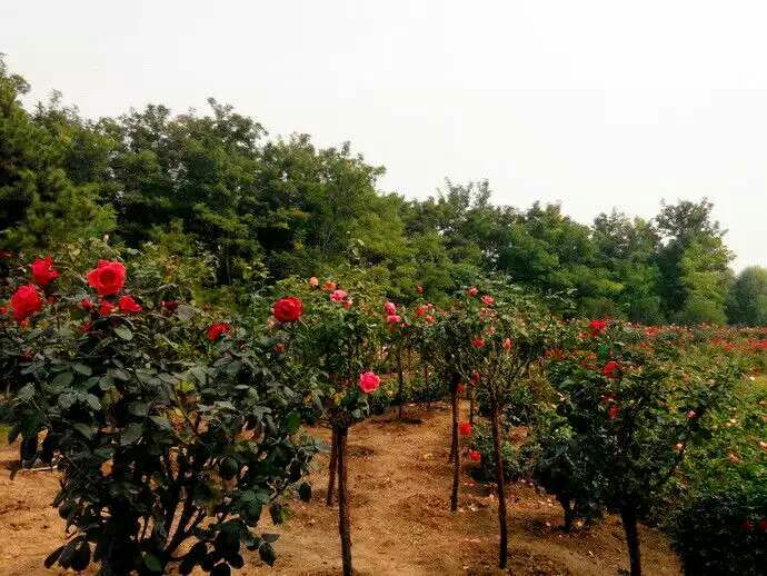 红苹果月季在庭院中的应用实景