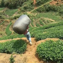 本山茶特级