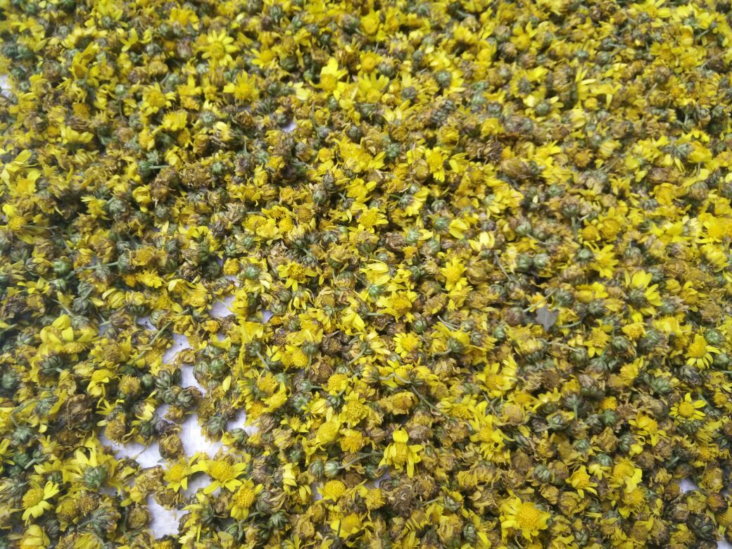 展示野菊花干燥花朵与热水冲泡过程,茶汤呈淡黄色 野菊花茶泡制过程