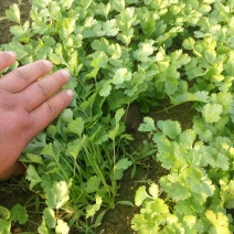 越冬菠菜20~25厘米