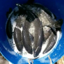 池鲤鱼食用1~2公斤