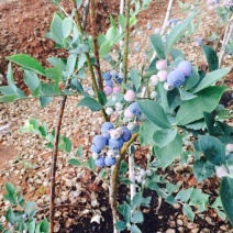 南高丛蓝莓