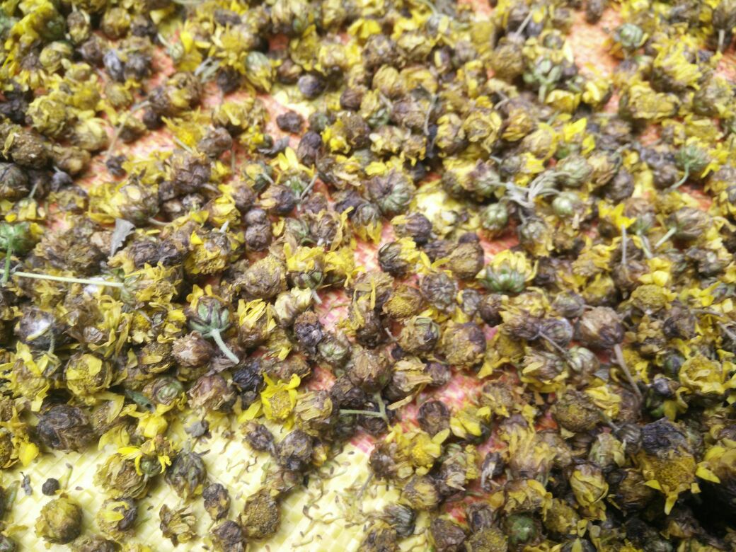 干燥的野菊花药材特写