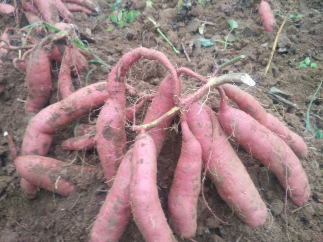 济薯25红薯采收现场图