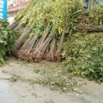 香椿苗大棚香椿