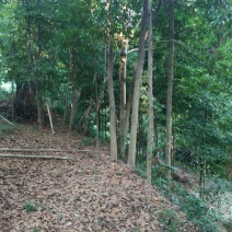 小叶桢楠1~1.5m