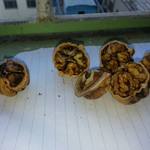 薄皮核桃30mm以上去皮