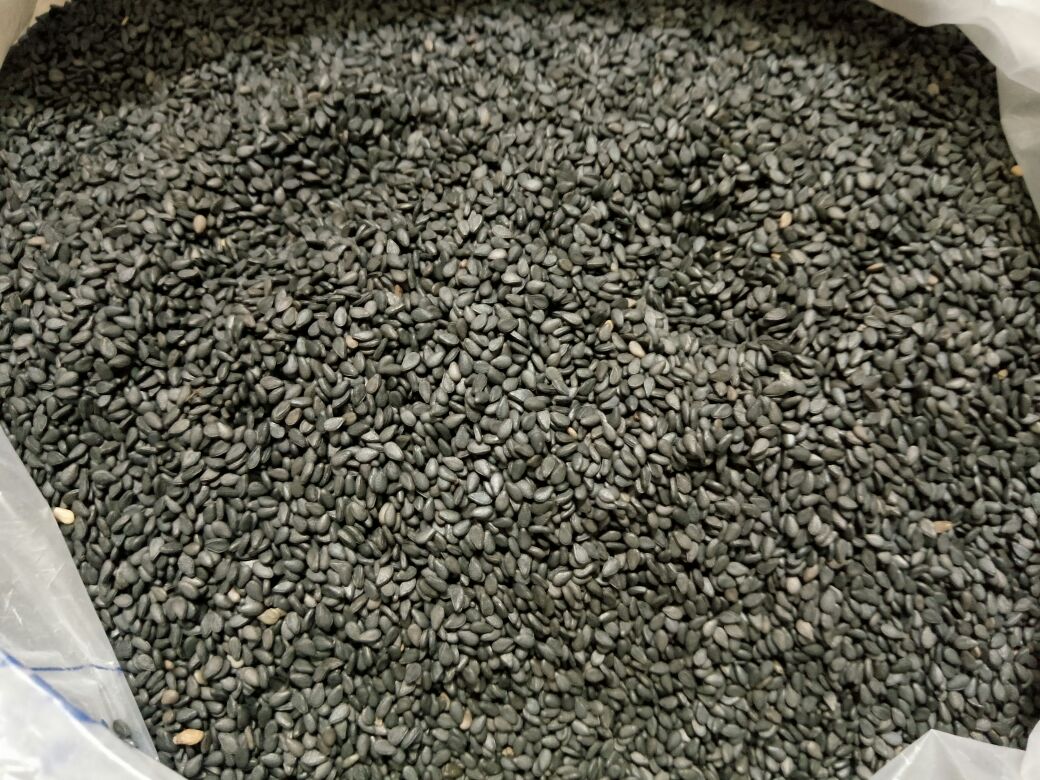 高清特写:地理标志黑芝麻现磨破壁粉(深褐细腻)与高维C水果组合,强调营养协同增效 黑芝麻破壁粉特写:深褐色细腻粉末铺满白色瓷碟,表面可见微反光颗粒,背景为新鲜猕猴桃切片与青柠角,体现“黑芝麻+维C”科学搭配