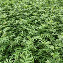 花椒苗0.5~1年