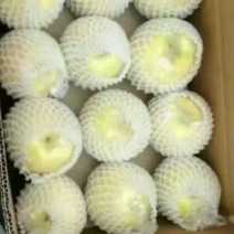 黄金梨100~150g纸袋