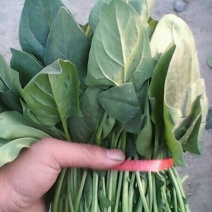 越冬菠菜