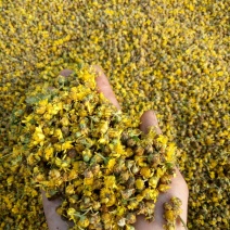 野菊花