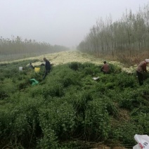 杭州白菊袋装