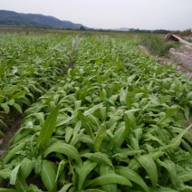 油麦菜30~35厘米以上