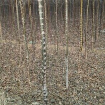 榆树6~8cm4~6cm3.5~4m
