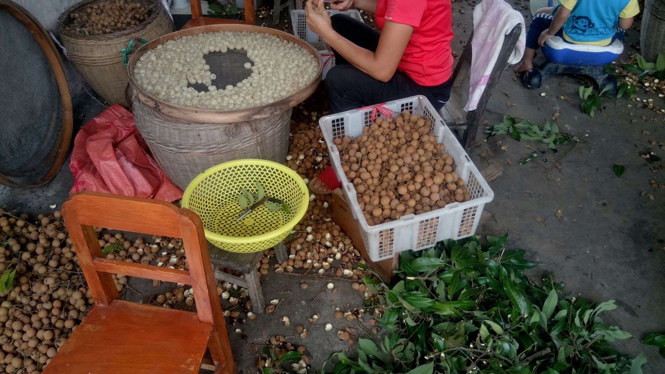 龙眼与桂圆对比图
