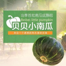 贝贝南瓜