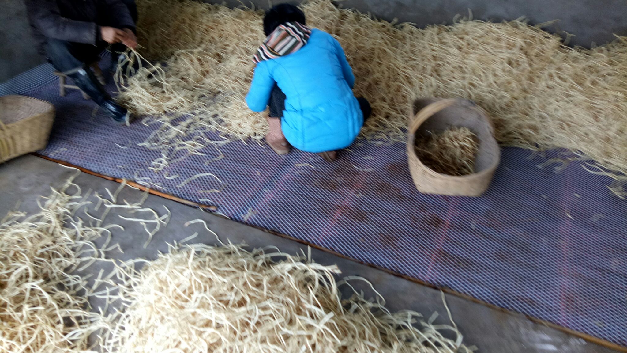工人在加工车间对采收后的鱼腥草根进行清洗和人工分级,按长度和粗细分类摆放,准备装入透明塑料盒或真空袋,桌面整洁,配有不锈钢操作台和流动水槽 鱼腥草采收后分级包装现场
