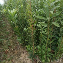 杨梅树30~50cm