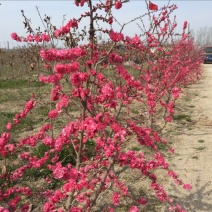 红叶碧桃