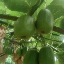 本山茶二级