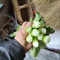 白菜苔15~20厘米