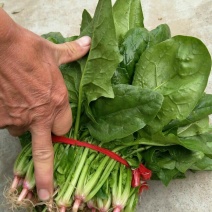 大叶菠菜20~25厘米