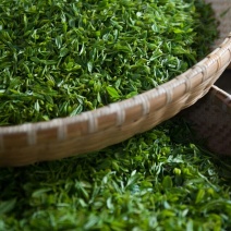 本山茶特级