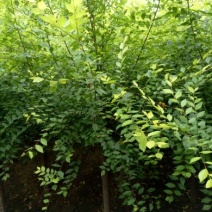 金叶榆6~8cm4~6cm3.5~4m