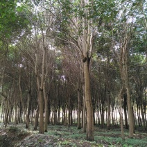 大叶女贞4~6cm