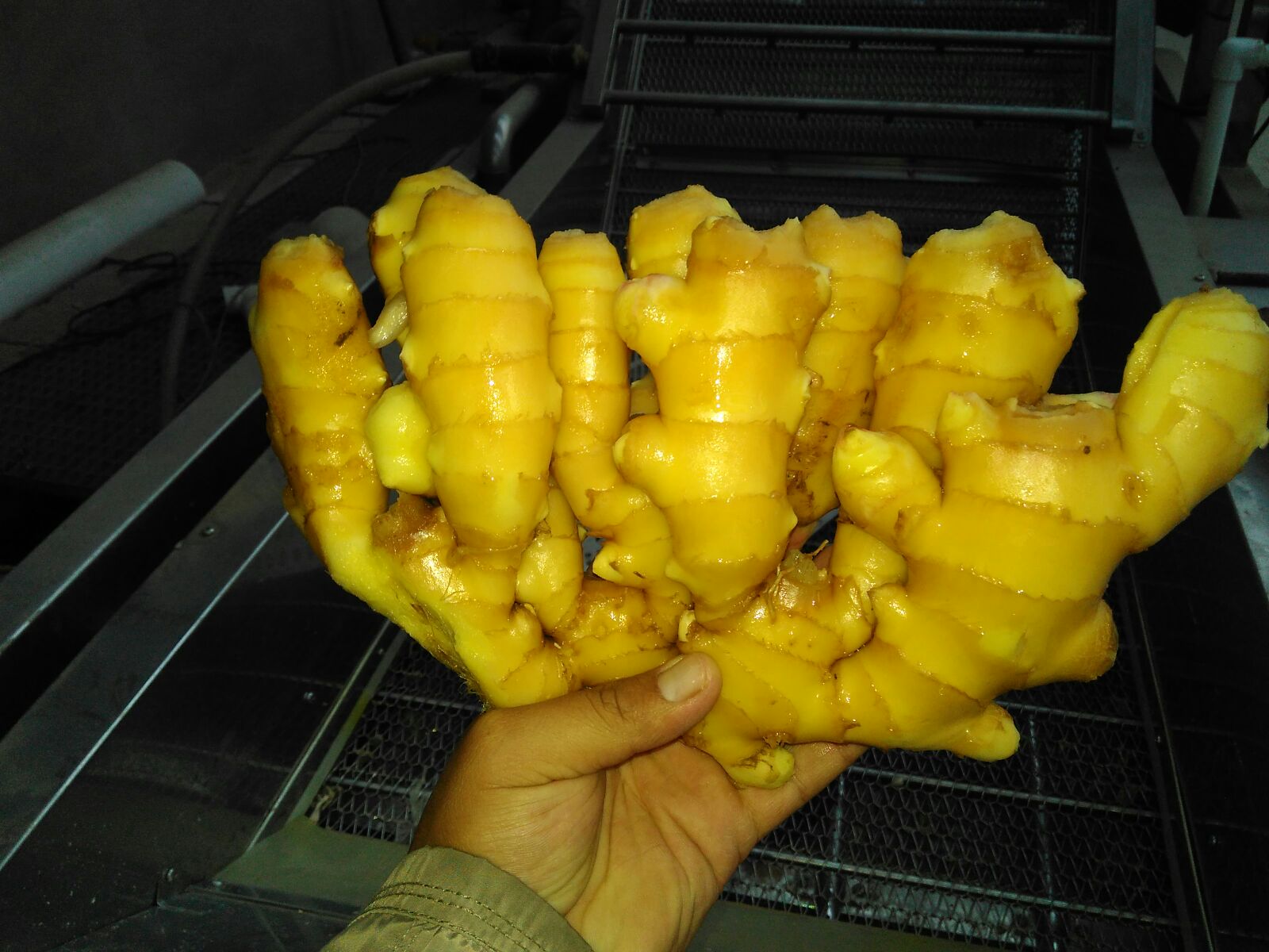 市场摊位上的生姜挑选场景