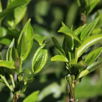 古树普洱茶一级