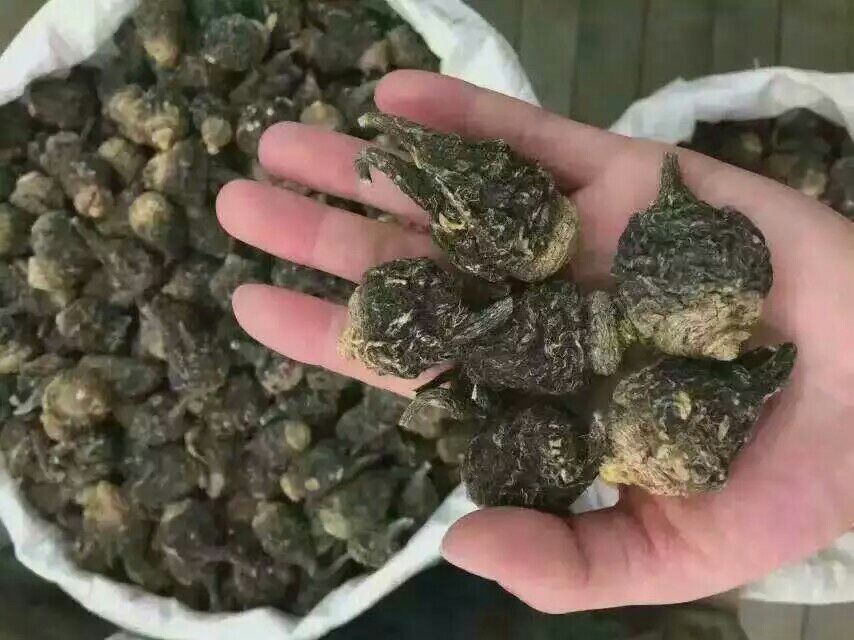 信息图:左侧标注40℃恒温水壶,中间为80目黑玛卡粉倒入玻璃杯,右侧显示45分钟倒计时沙漏;背景叠加HPLC色谱图局部放大,标出玛卡酰胺峰(保留时间12.8min)与浓度数值 黑玛卡标准化泡饮操作流程图