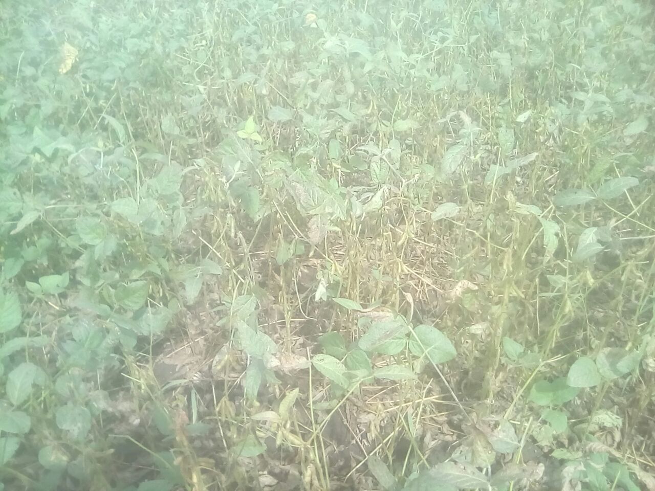 一株成熟的黑豆植株,茎秆直立,叶片为三出复叶,荚果密集悬挂于枝条下方,豆荚呈深褐色,部分已开裂露出乌黑发亮的种子。背景为北方旱地农田,土壤略显沙质,阳光充足 黑豆植株特写