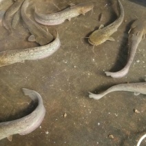 普通鲶鱼食用