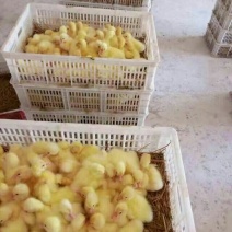 鹅苗250g以上
